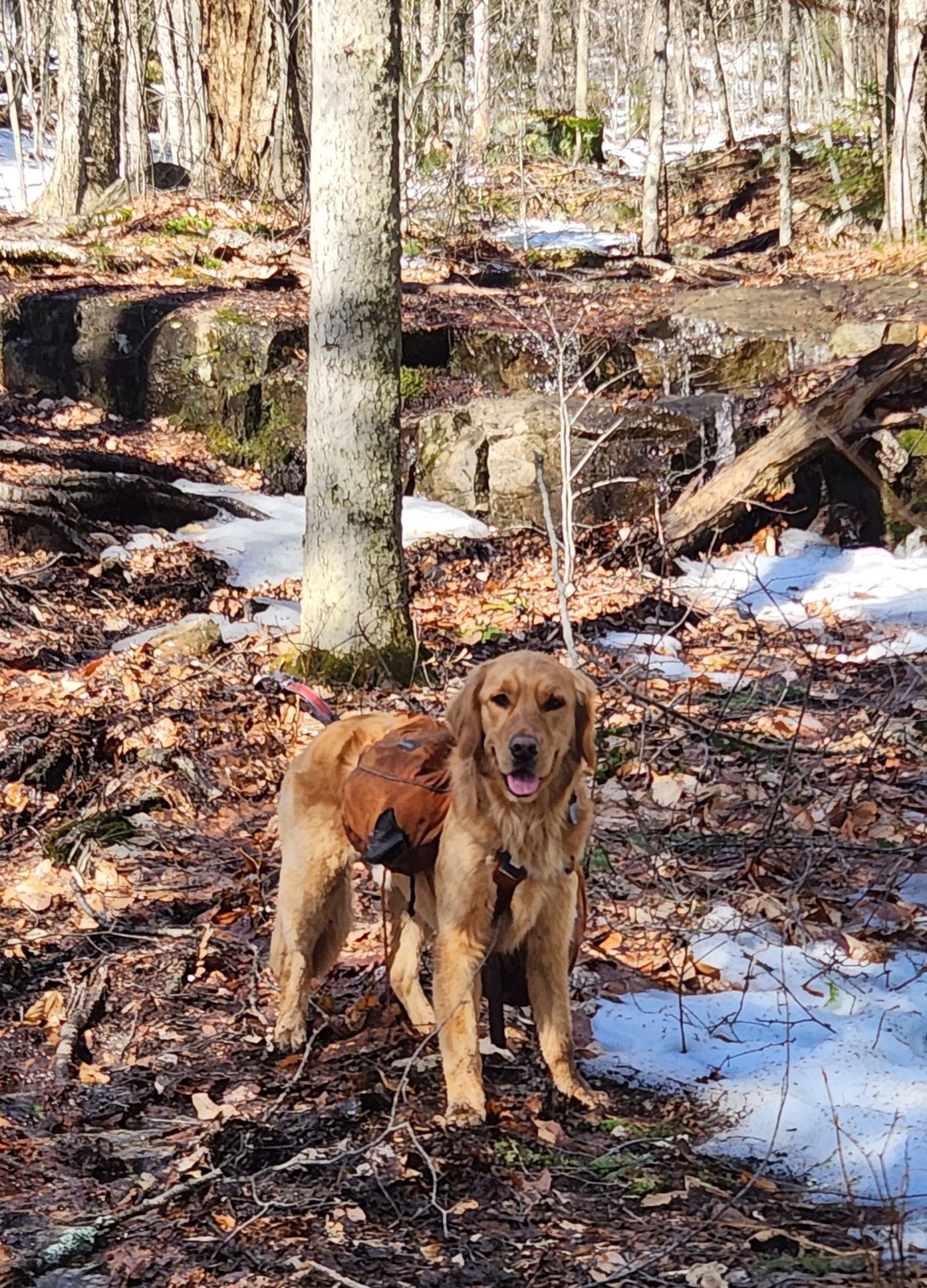 Sunny waits impatiently on the muddy trail between patches of snow.