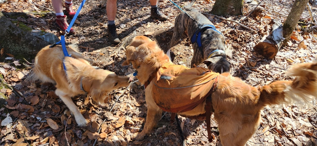 Sunny greets three dogs and their hikers on the return trip.