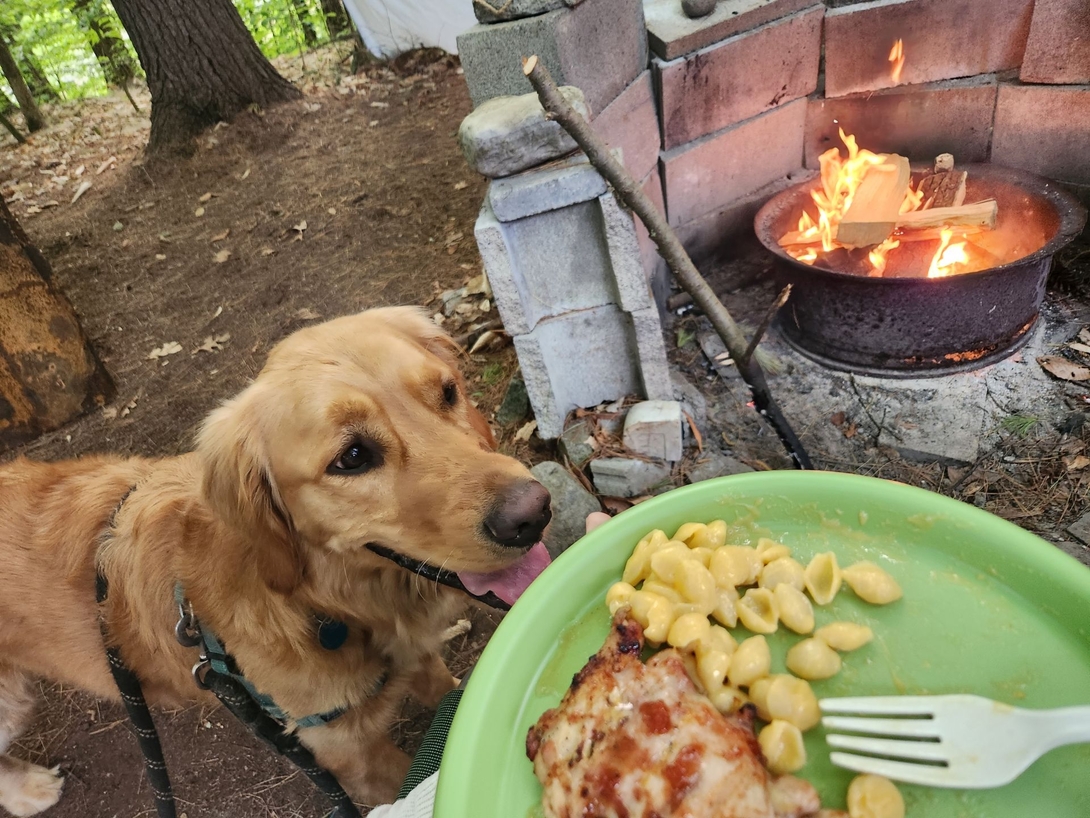 sunny begging for mac n cheese