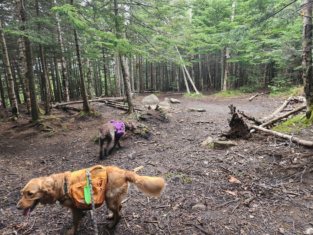 Macintyre falls camping site