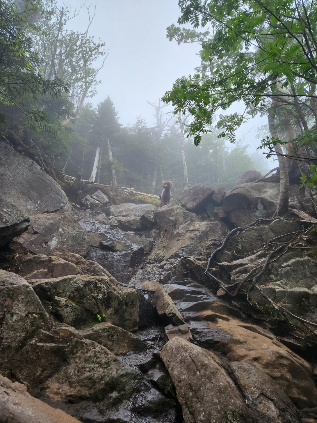 daisy in the fog