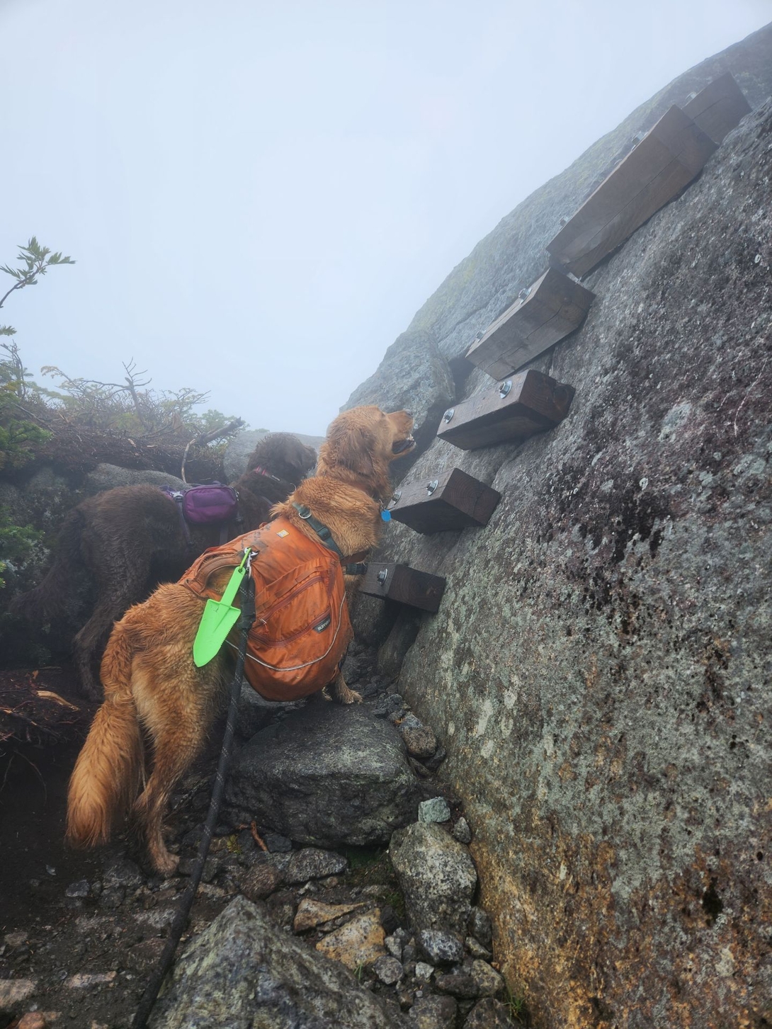 Sunny and Daisy contemplating the ladder