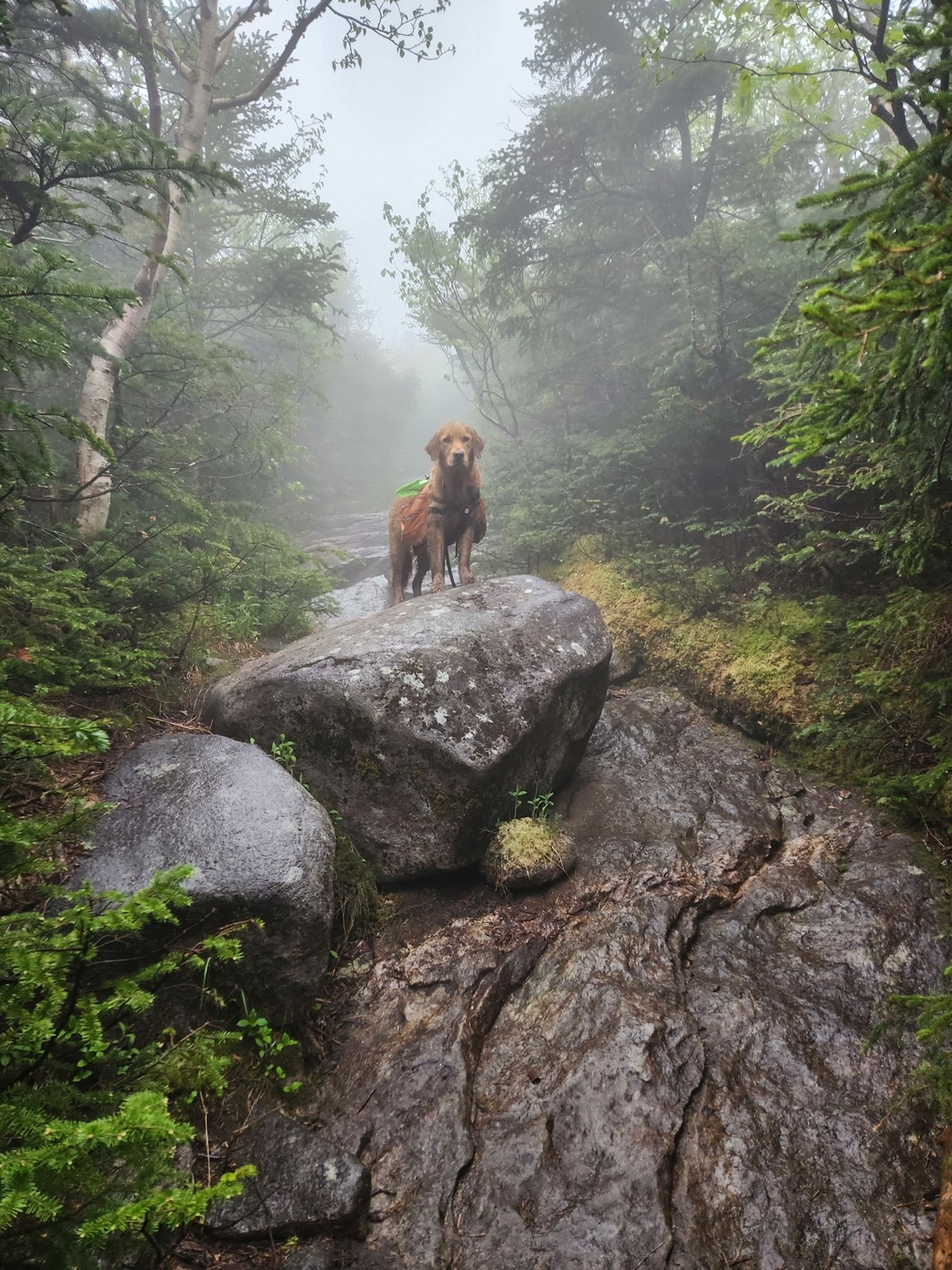 sunny in the mist