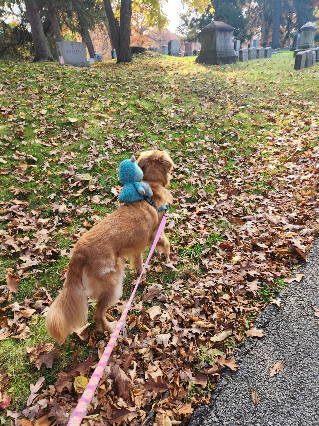 sunny and sully