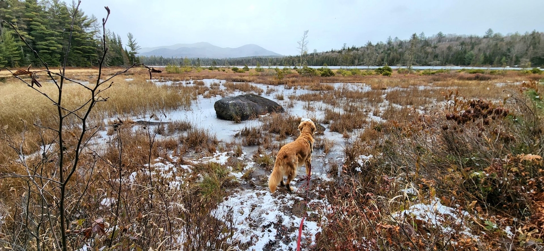 Sunny at Wolf Pond
