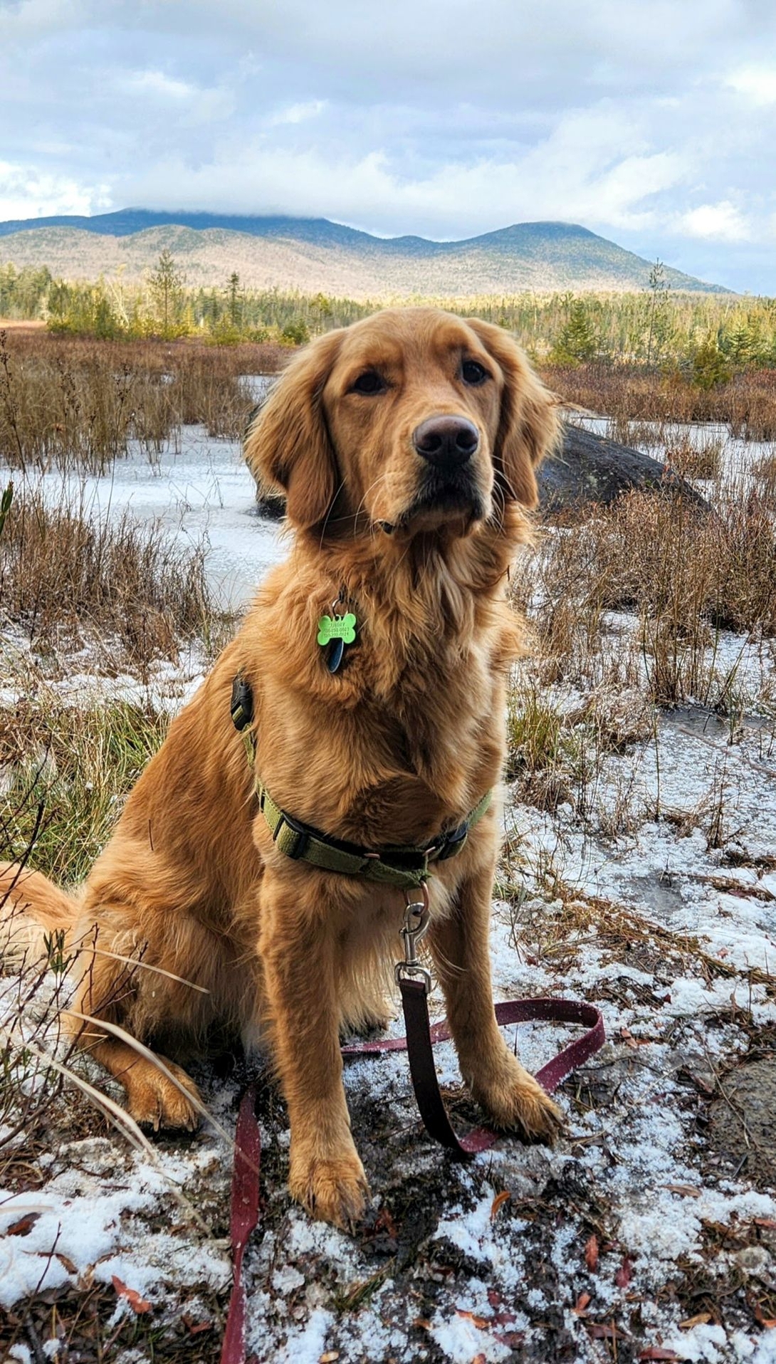 Dog with the Dix range behind him
