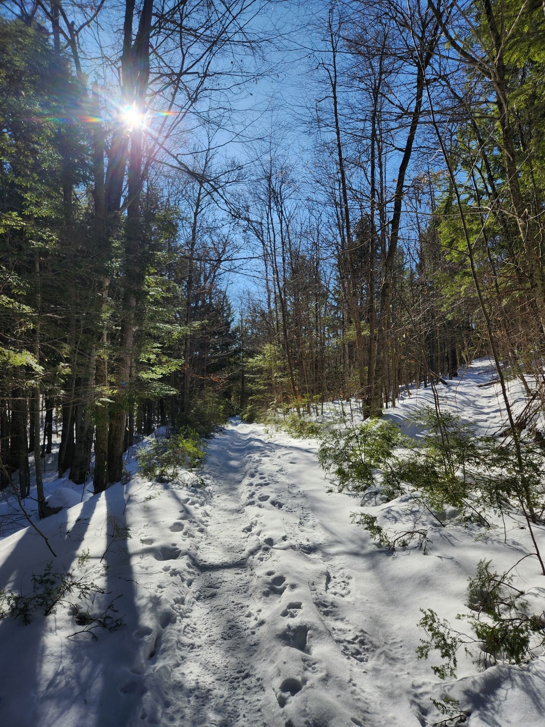 winter woods