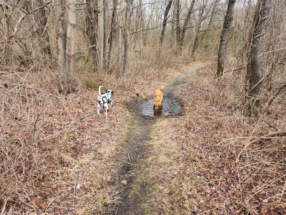 sunny in the puddle