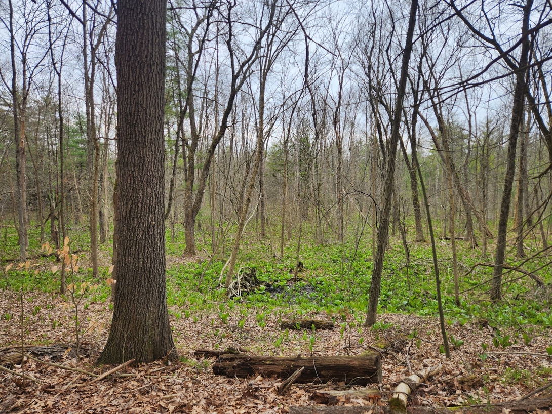 spring is springing