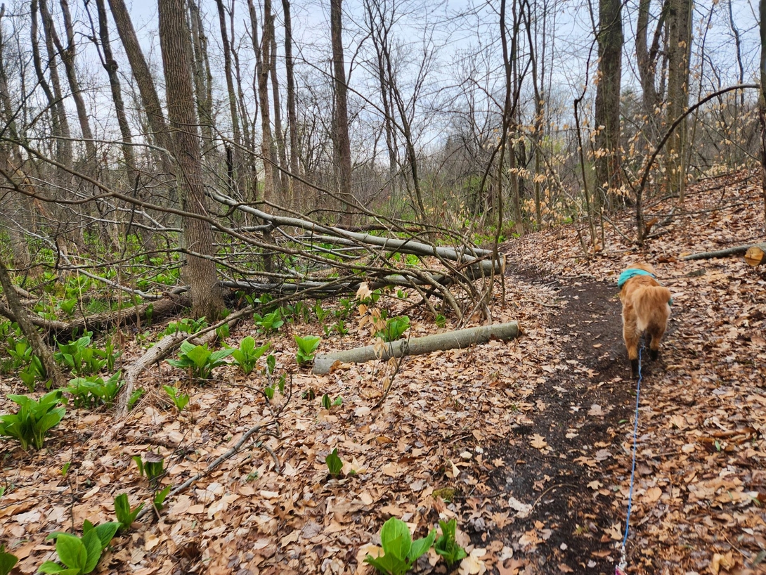 trees cut out of the wayy