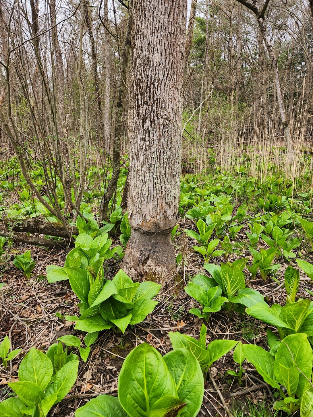  tree with evidence of beavers