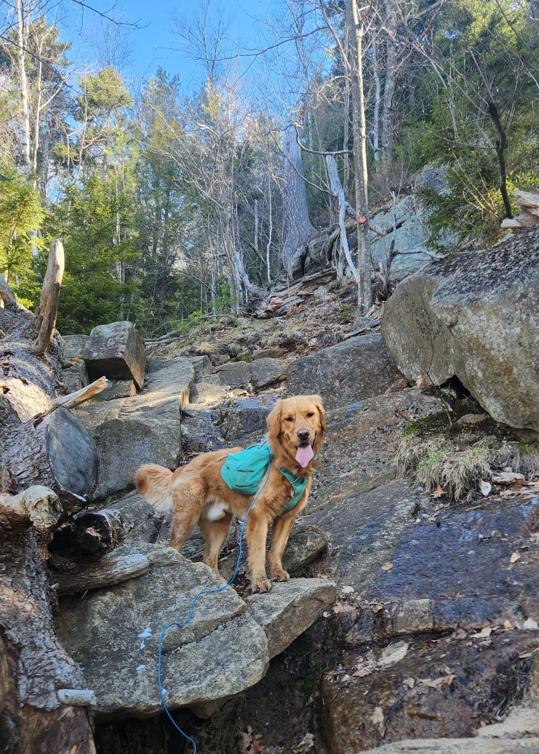 Sunny about to climb a cliff