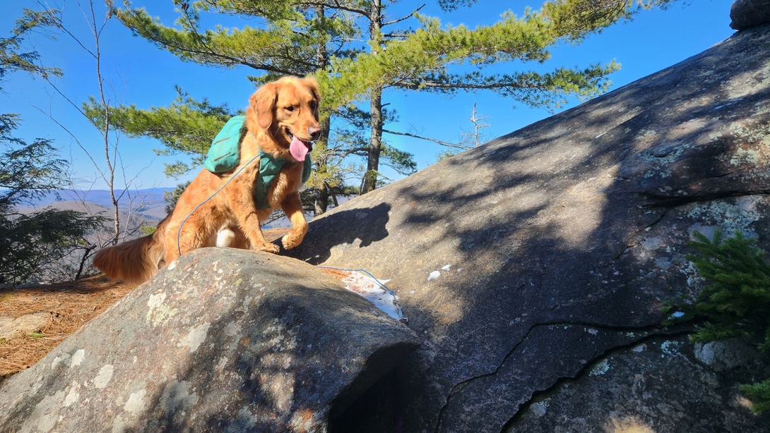dog on rock