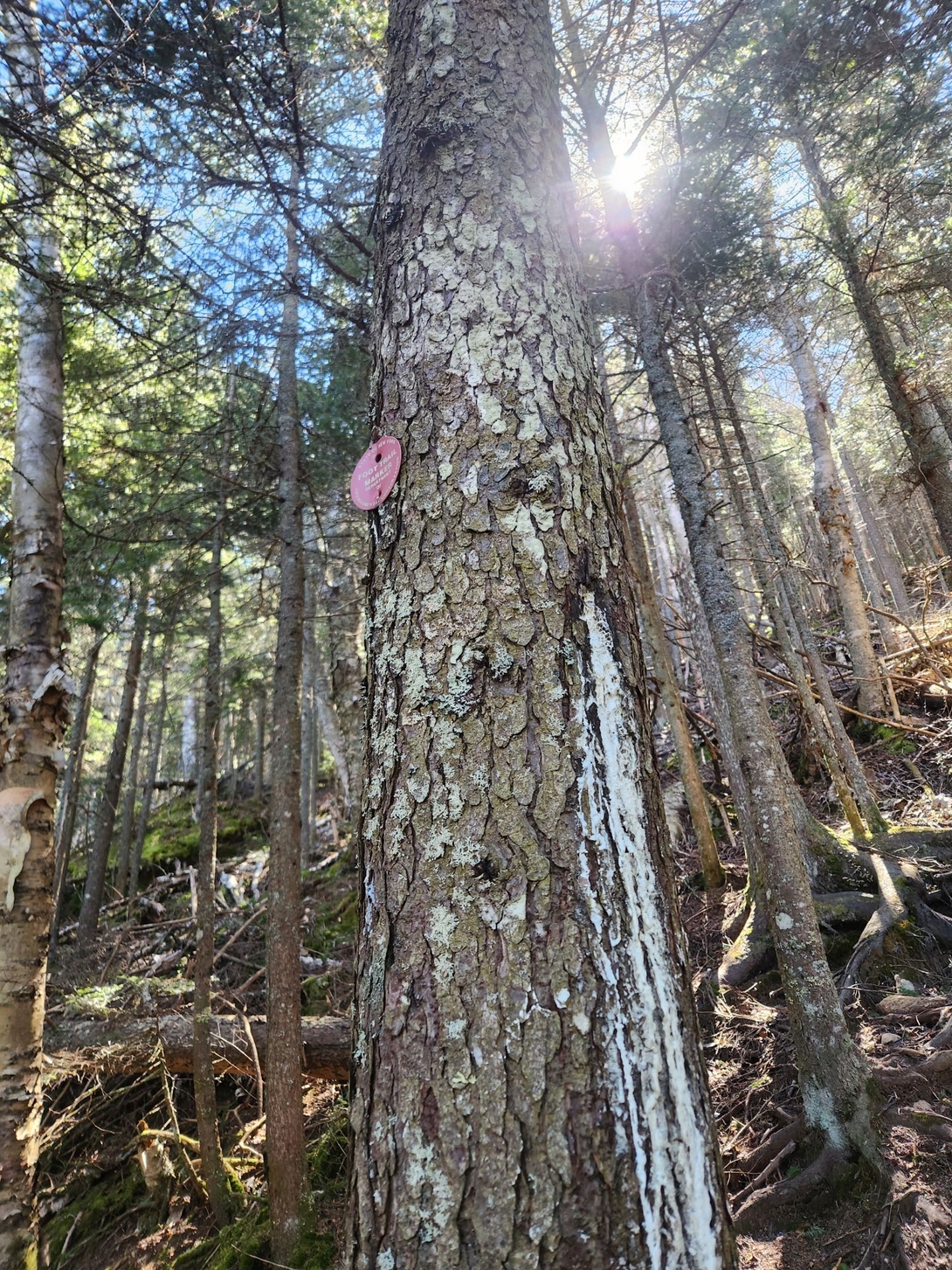 drooling trees