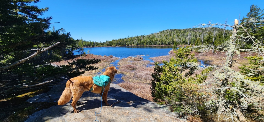 sunny at the lake