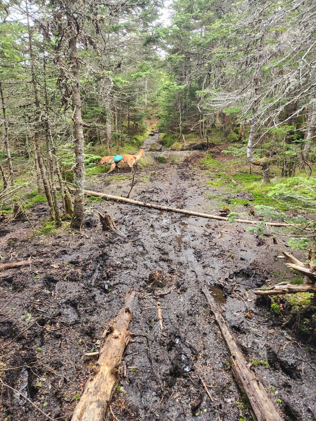 mud in the col