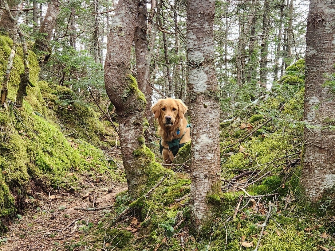 sunny gazing through the trees at me
