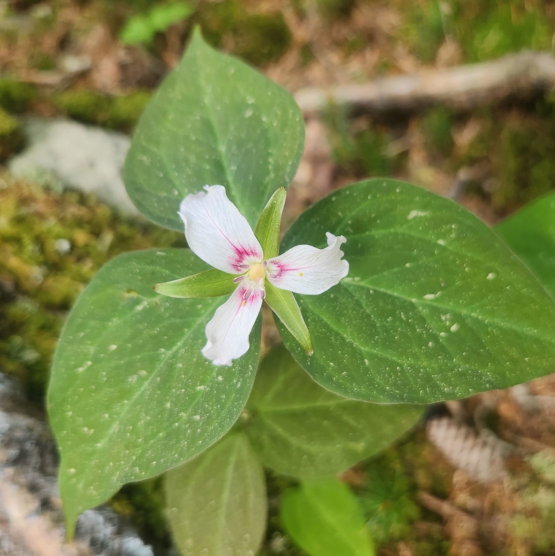 Painted Trillium