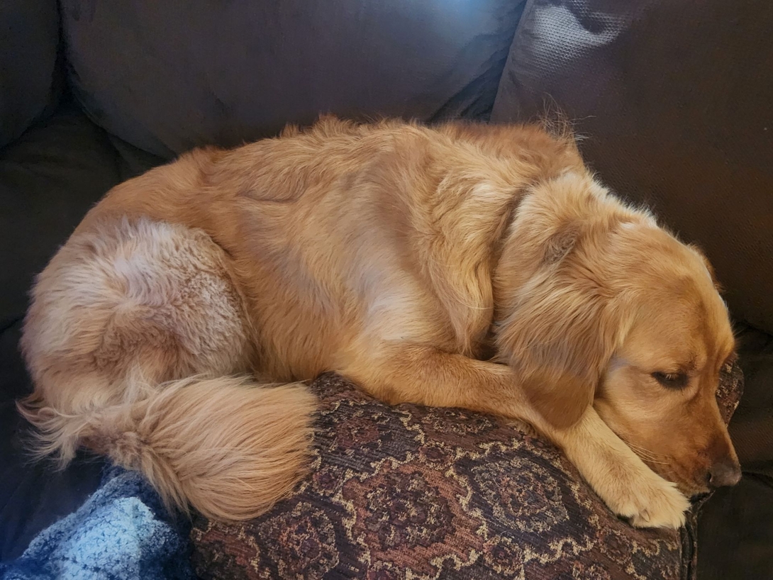 sunny zzzz