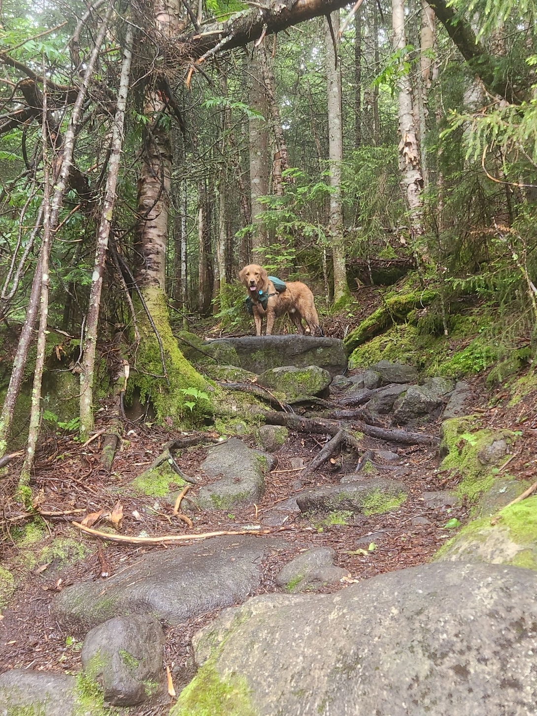 sunny on trail