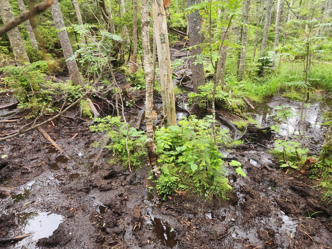 swamp of sadness
