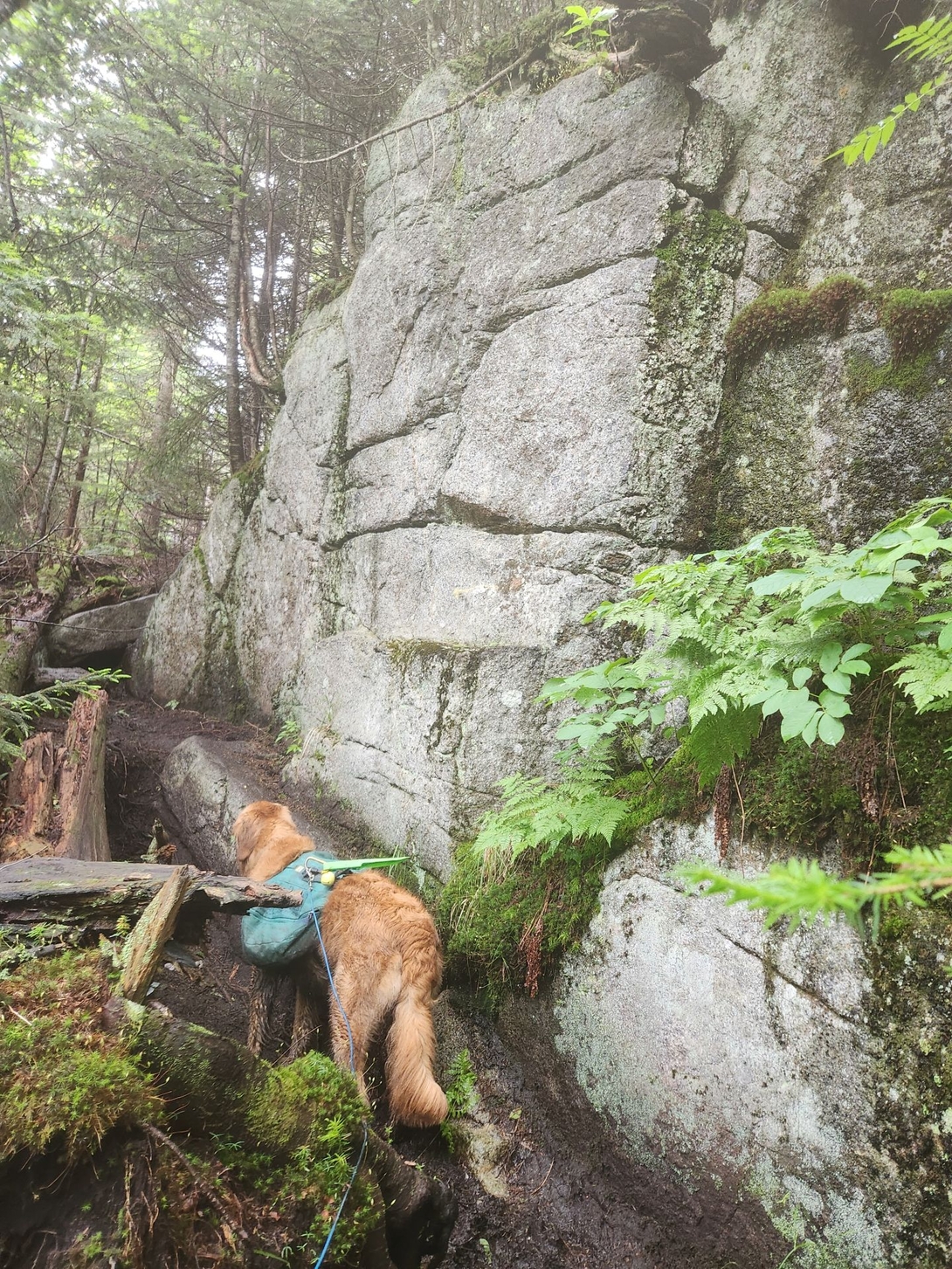 sunny facing a rock wall