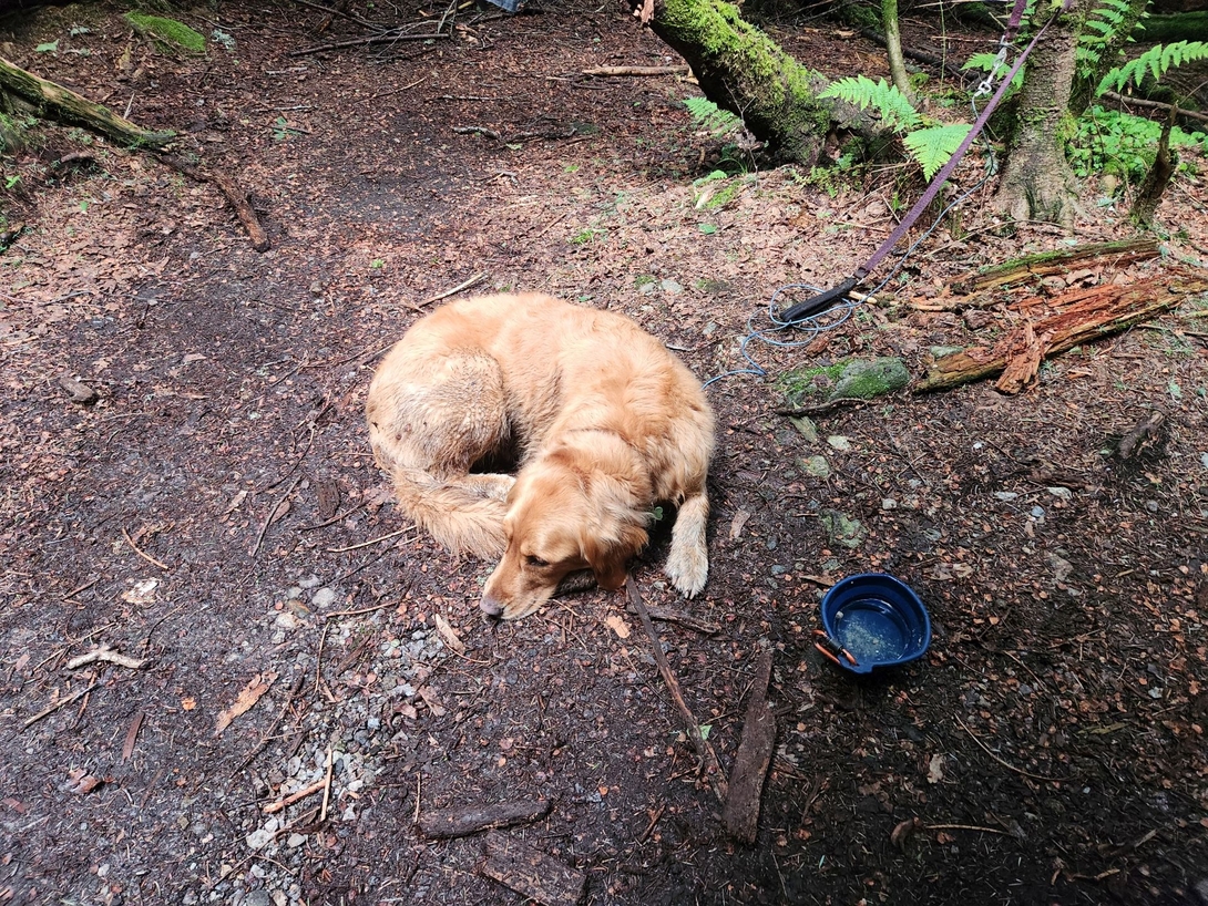 sunny was so tired