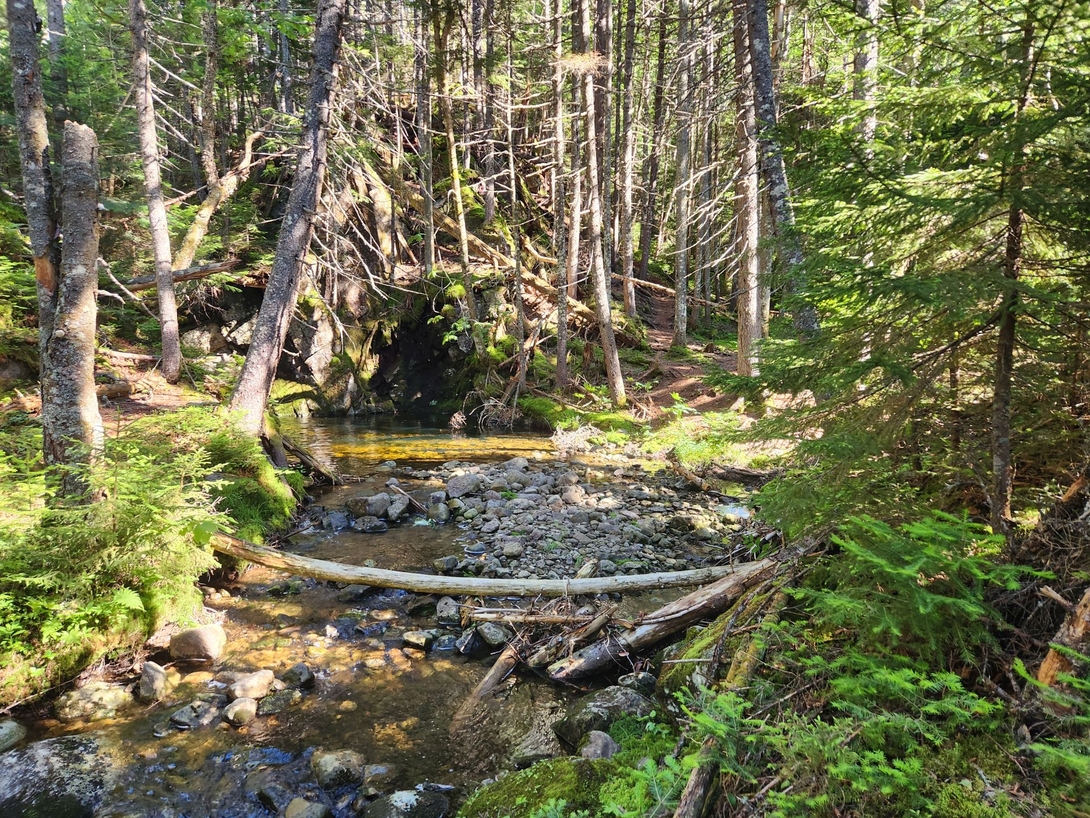 stream and wilderness
