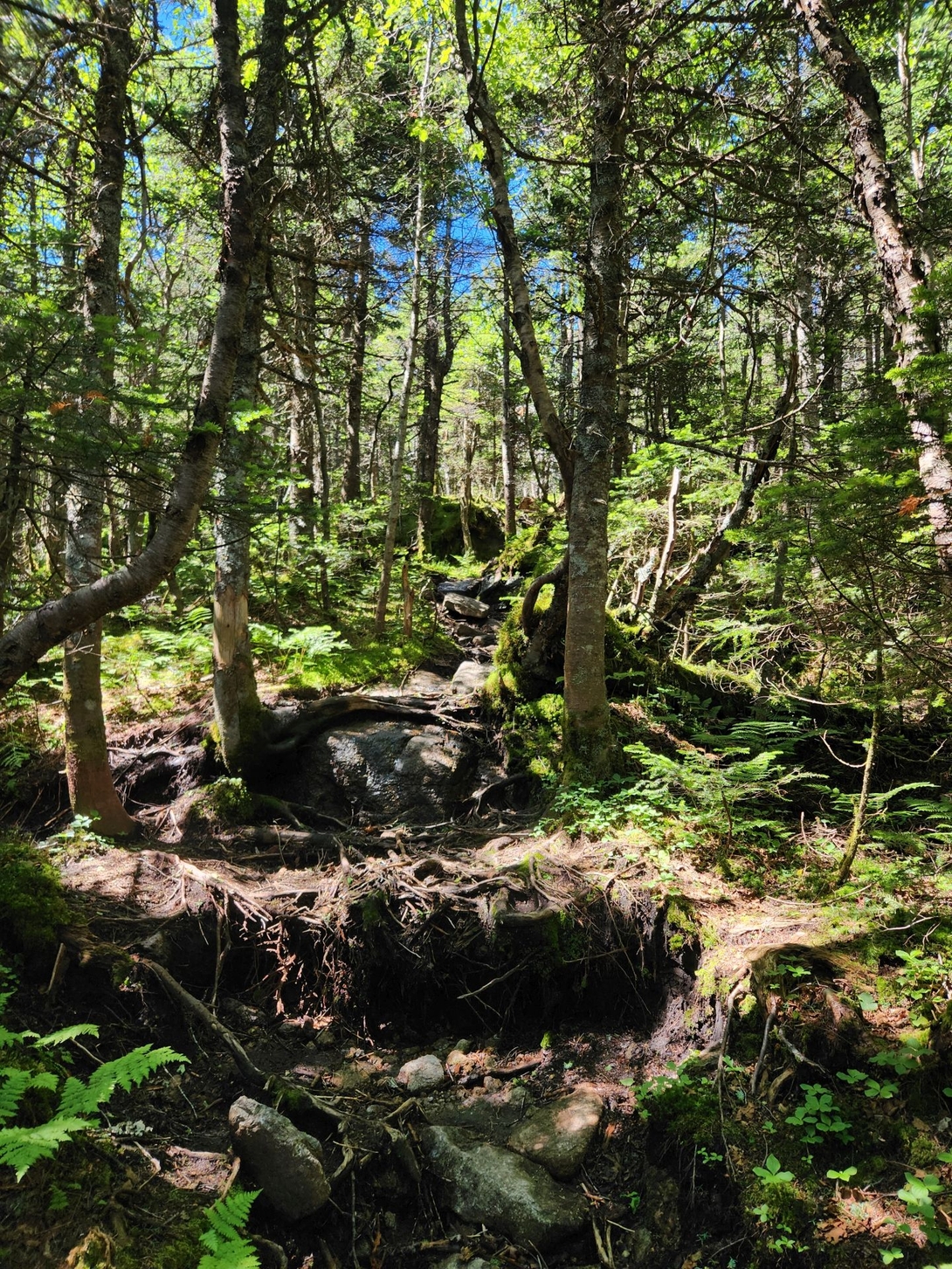 climbing up roots