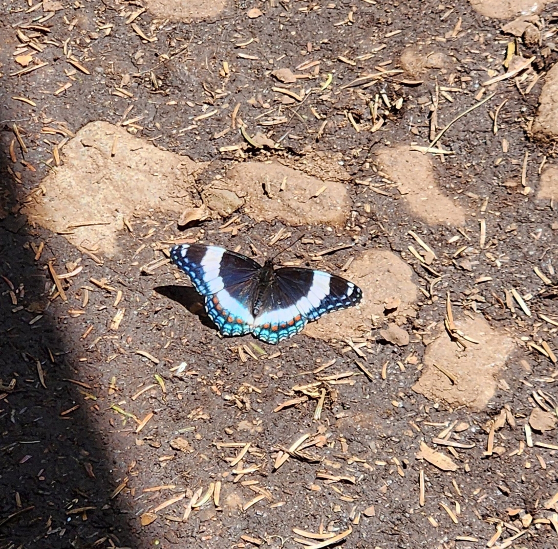 flutterby