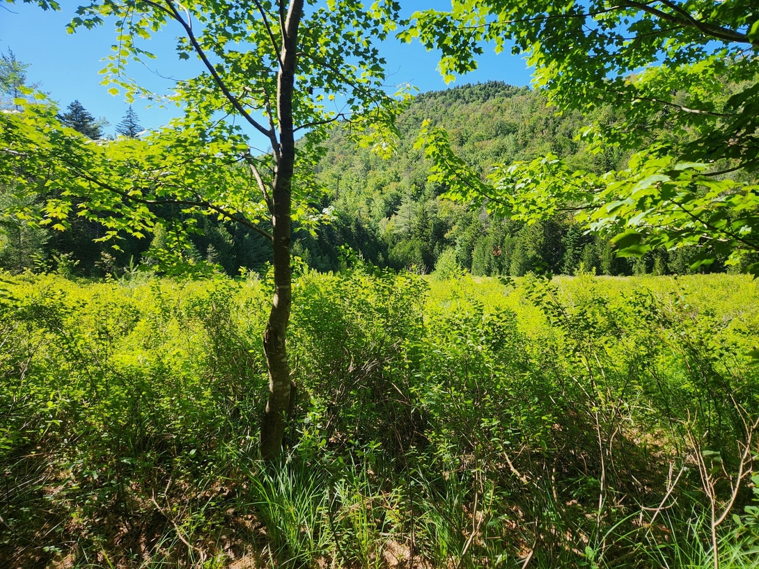 meadow on the way out on calamity trail