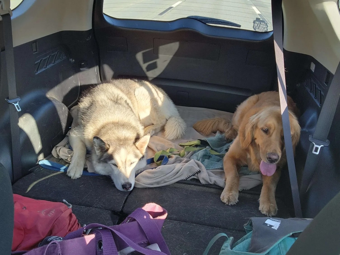 dogs int he car