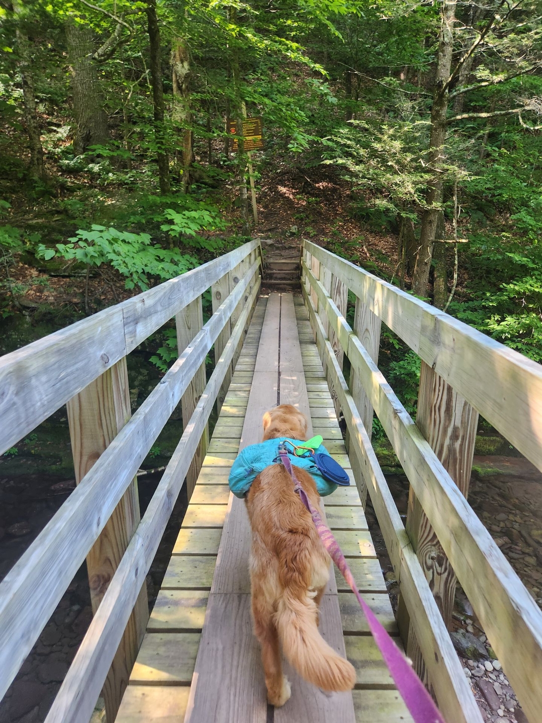 the bridge across the stream