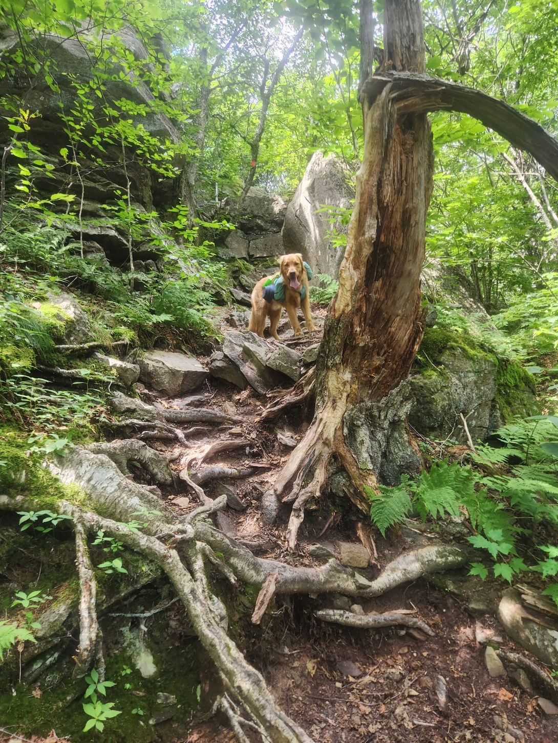 getting up the rocks and roots