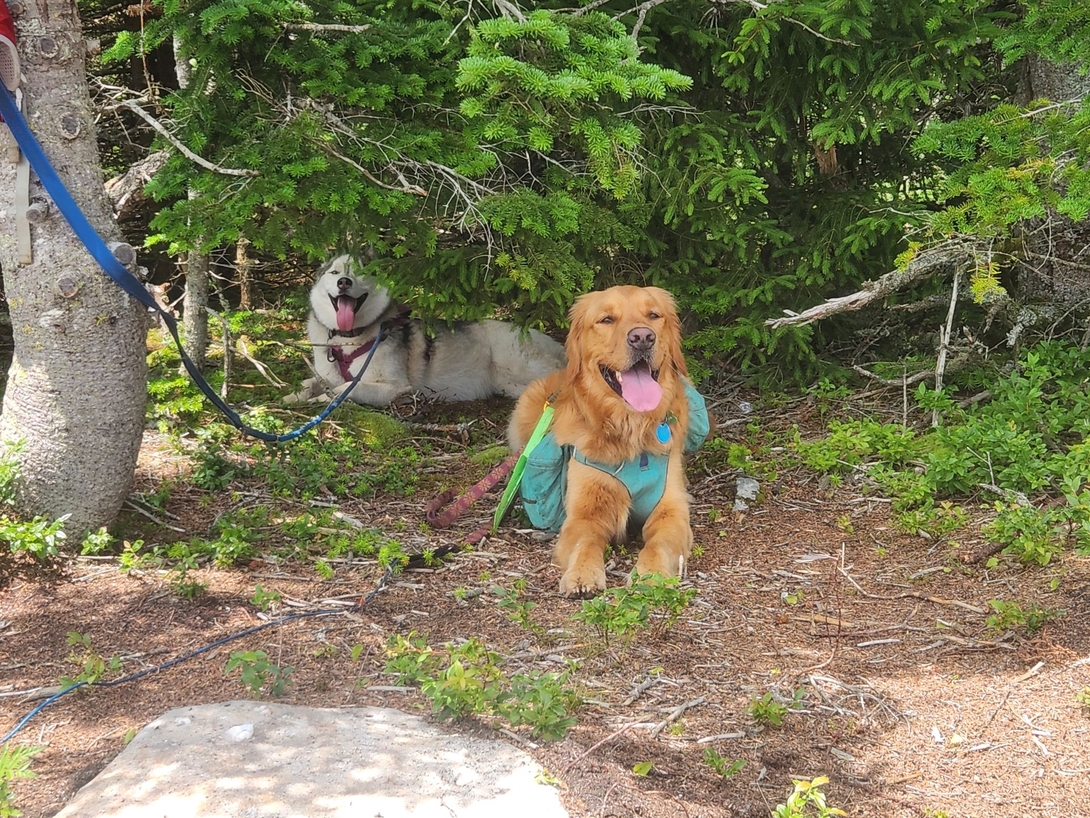 After doing a little cursory begging, Sunny  was smart and ducked into the shade with Korra.