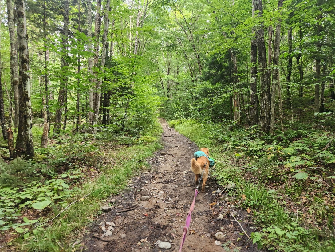 Sunny on the racetrack that is blueberry trail