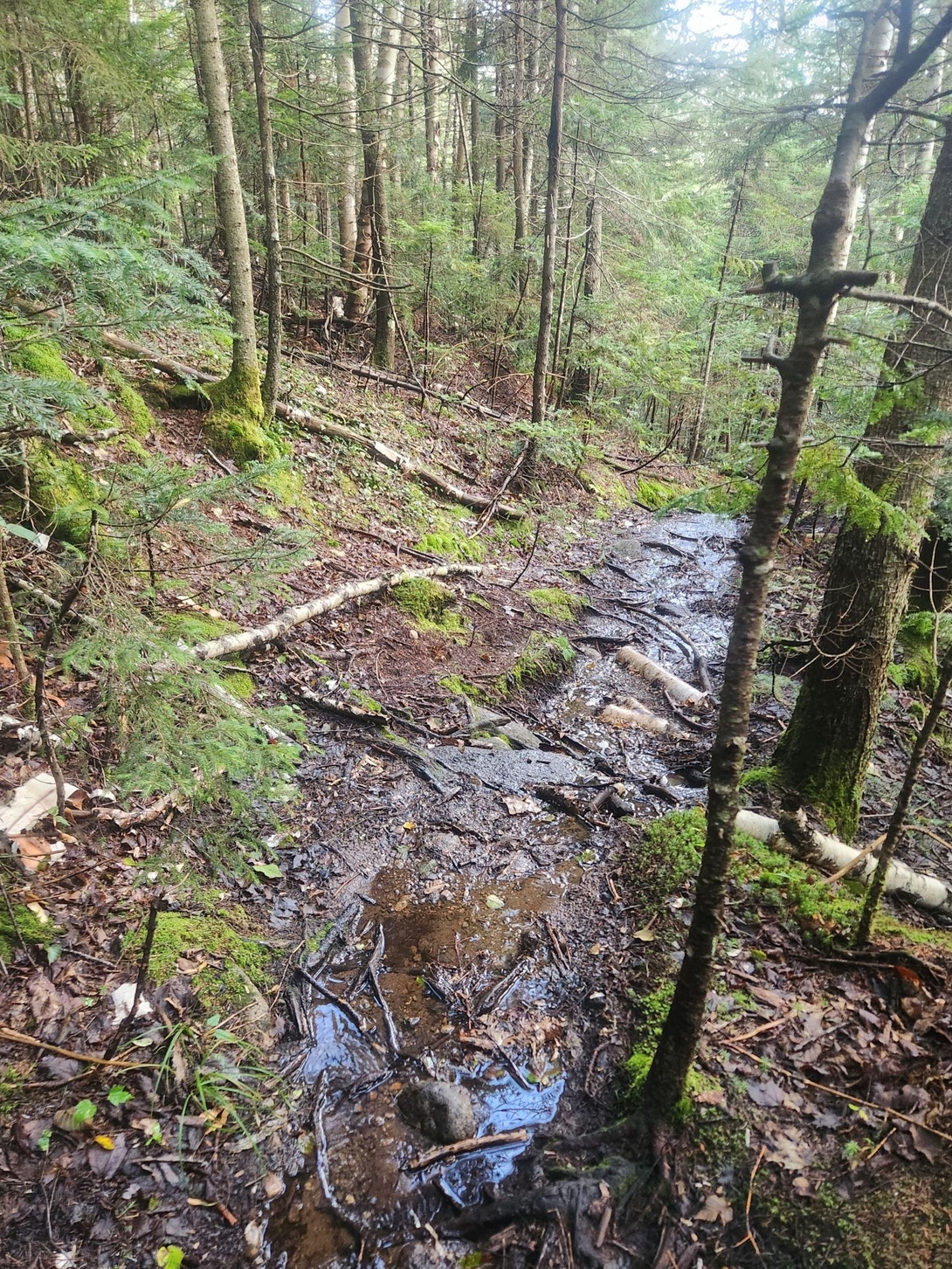wetish trail