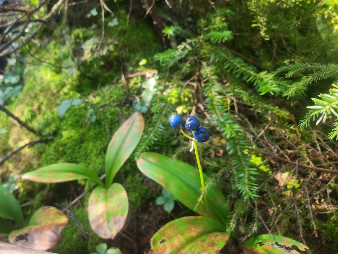 blue bead lily