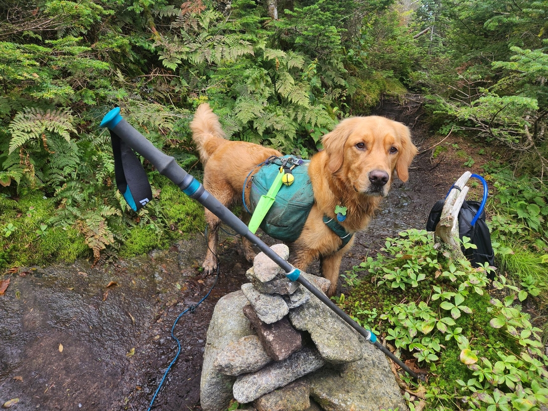 sunny looking for the hiker some gear belonged to