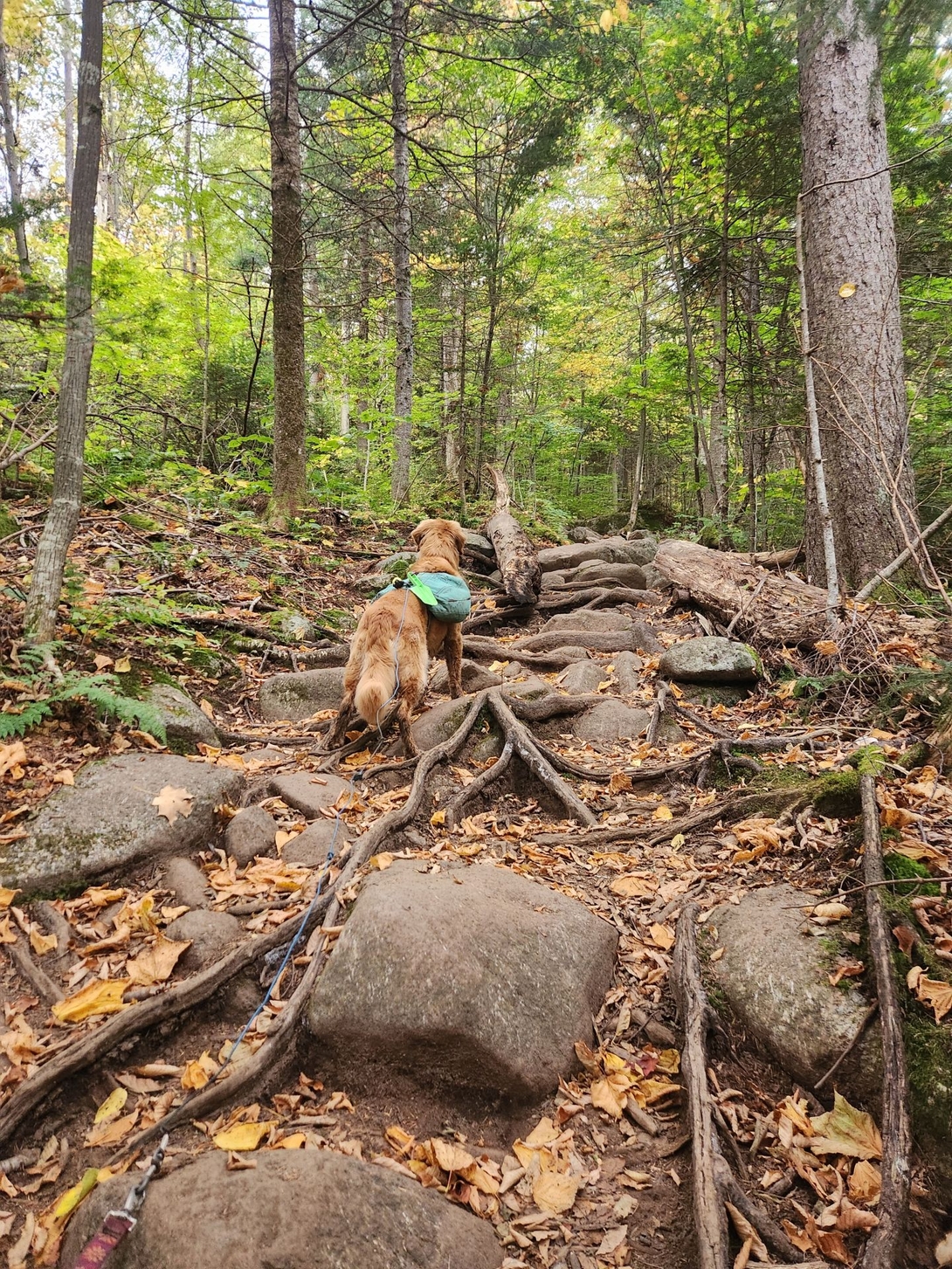 sunny on trail