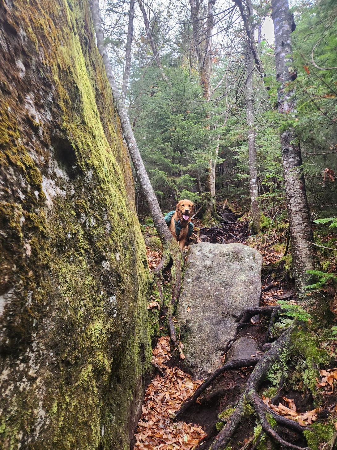 sunny by a big boulder