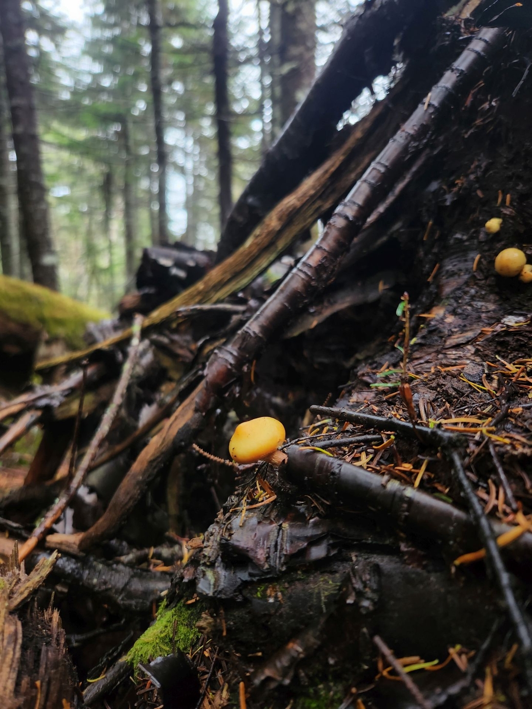 shrooms