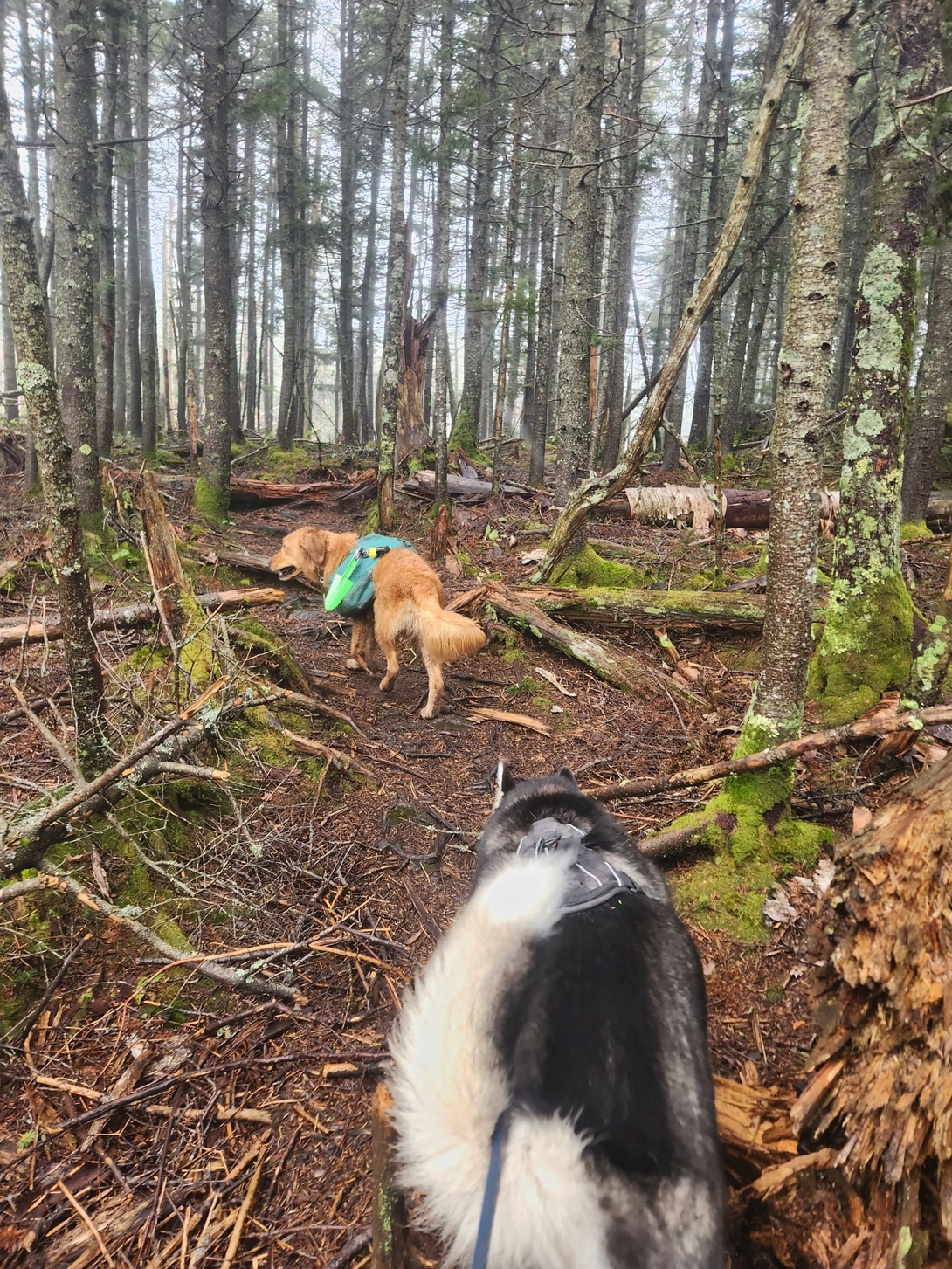 sunny and zuko near the summits