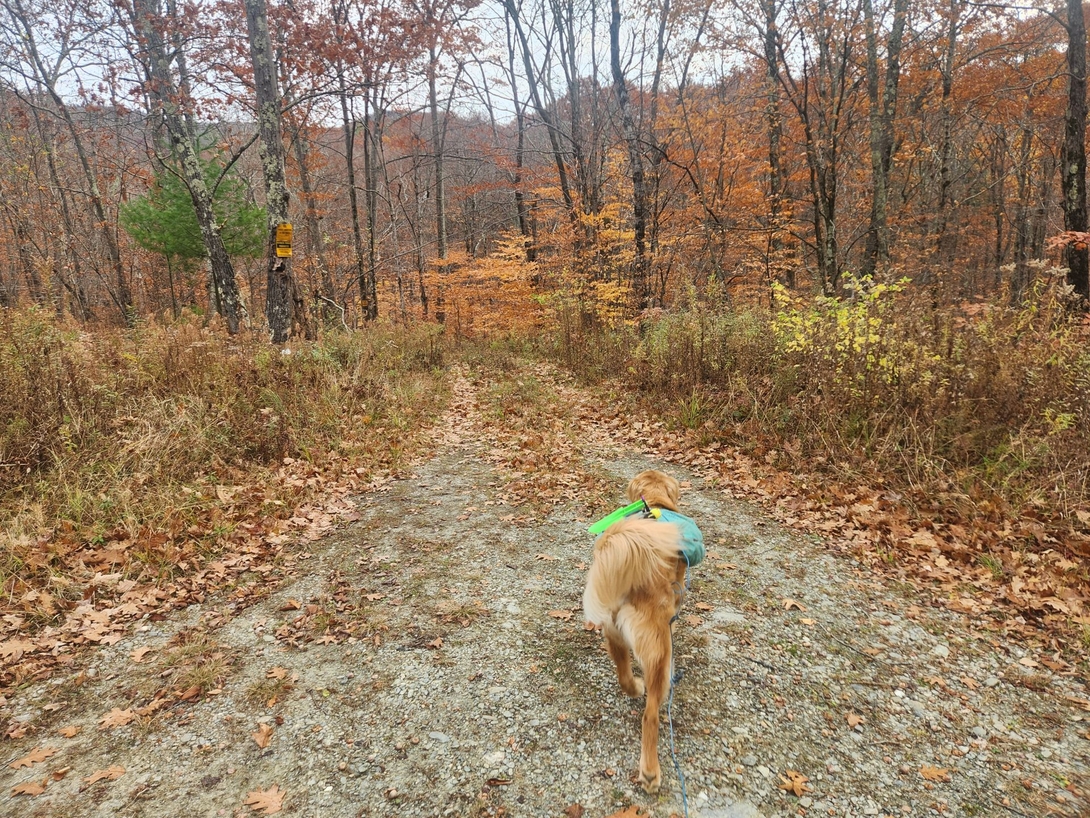 sunny hiking up the road
