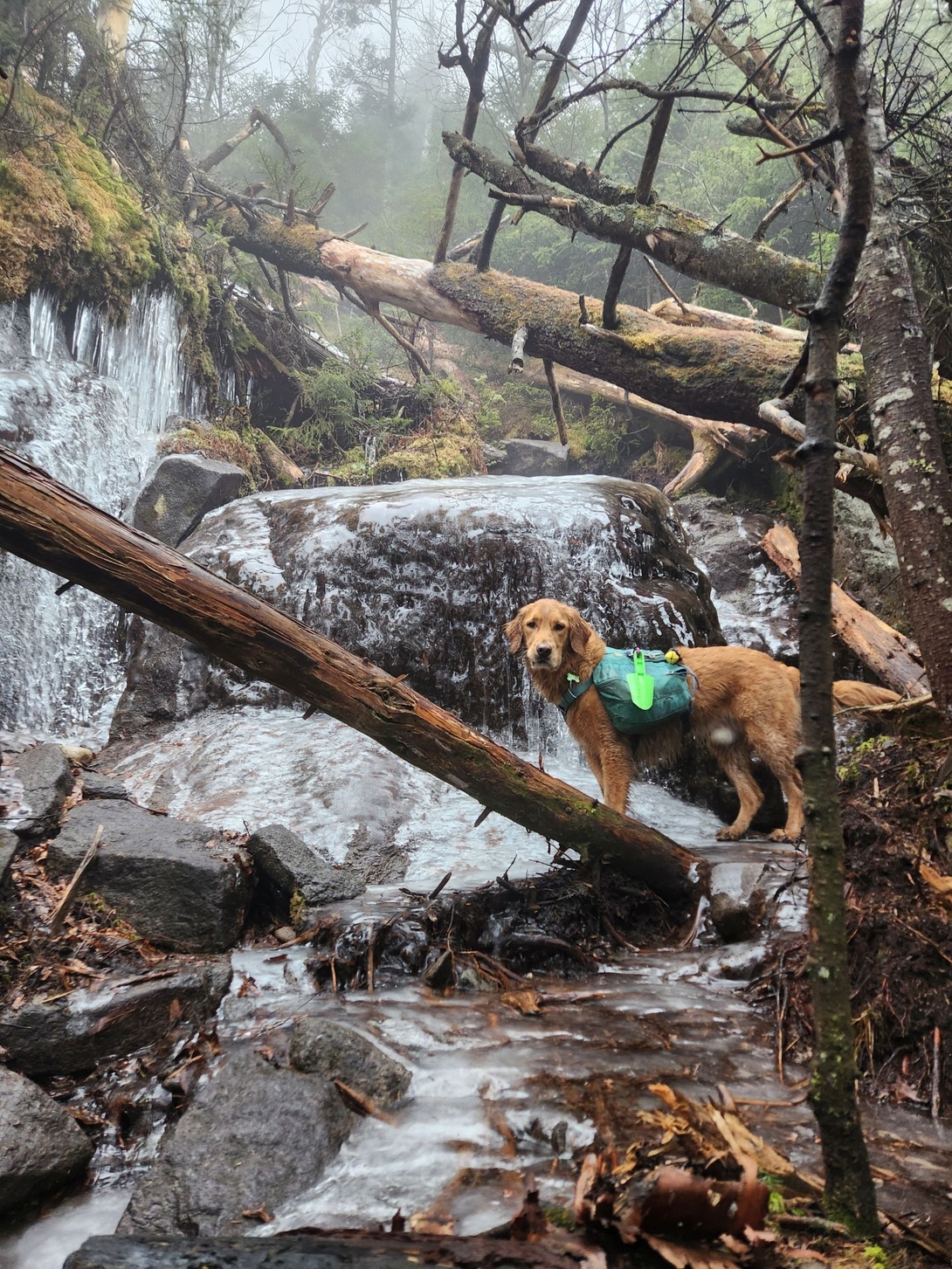 Ice, slab, water, wet dog