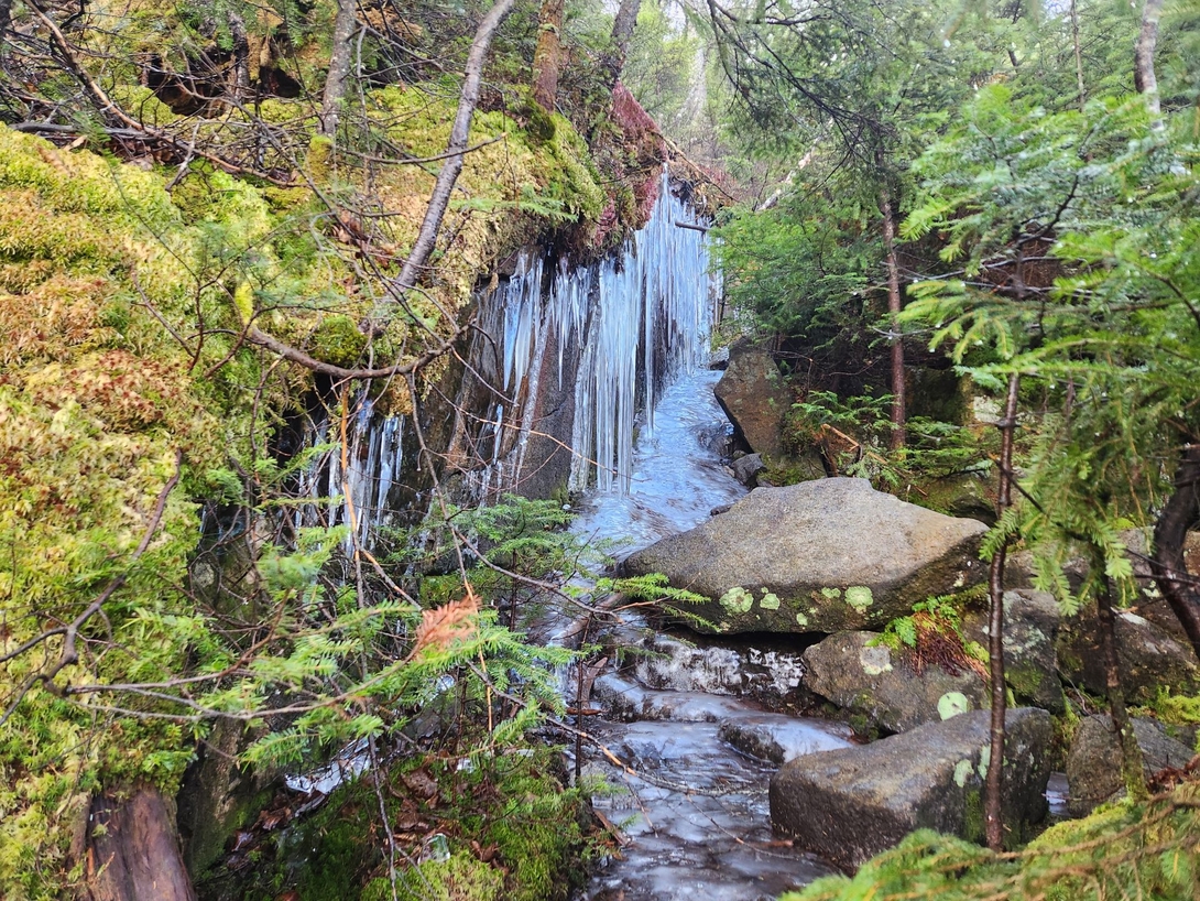 ice, moss, evergreens