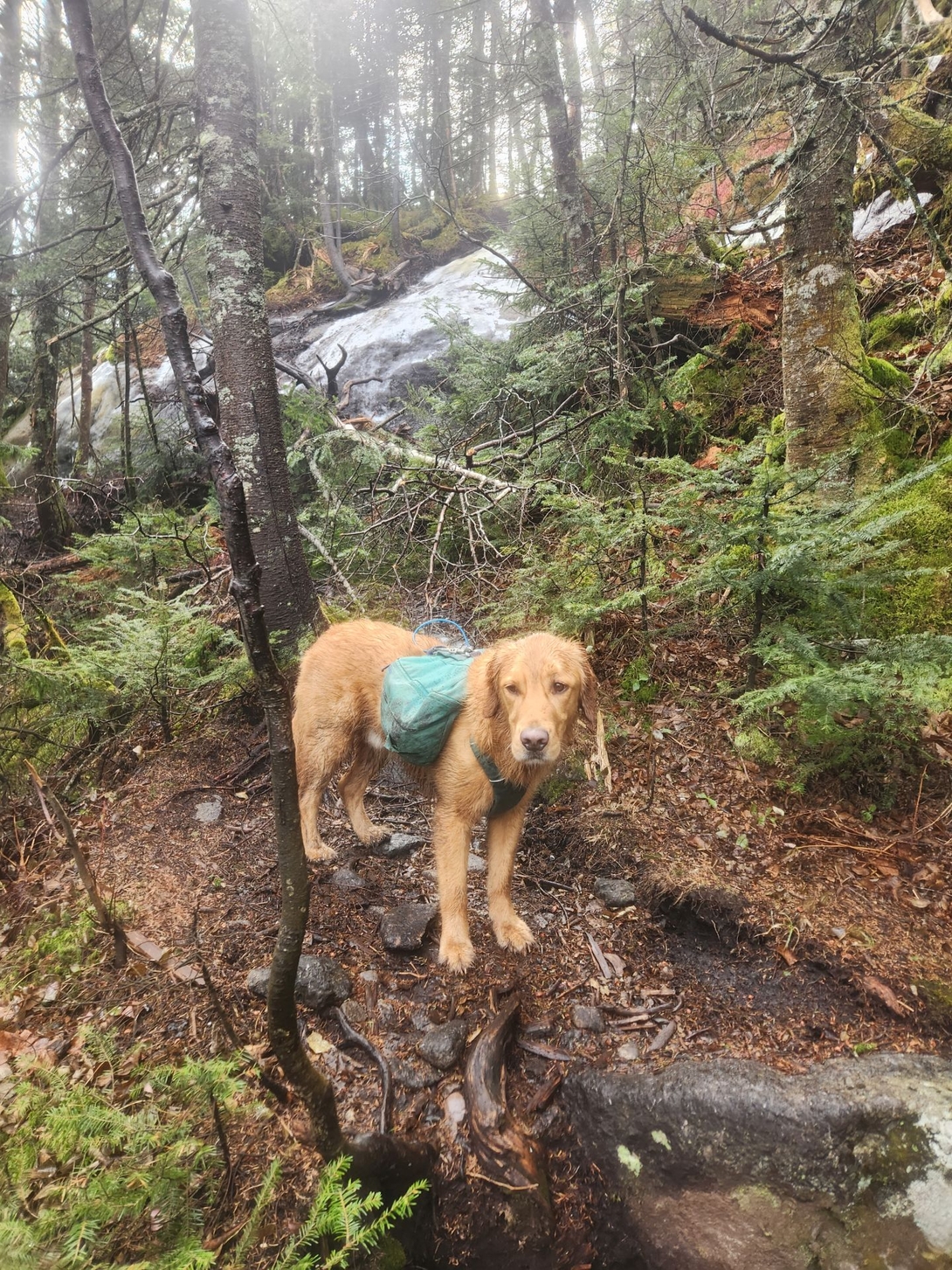 sunny found more ice