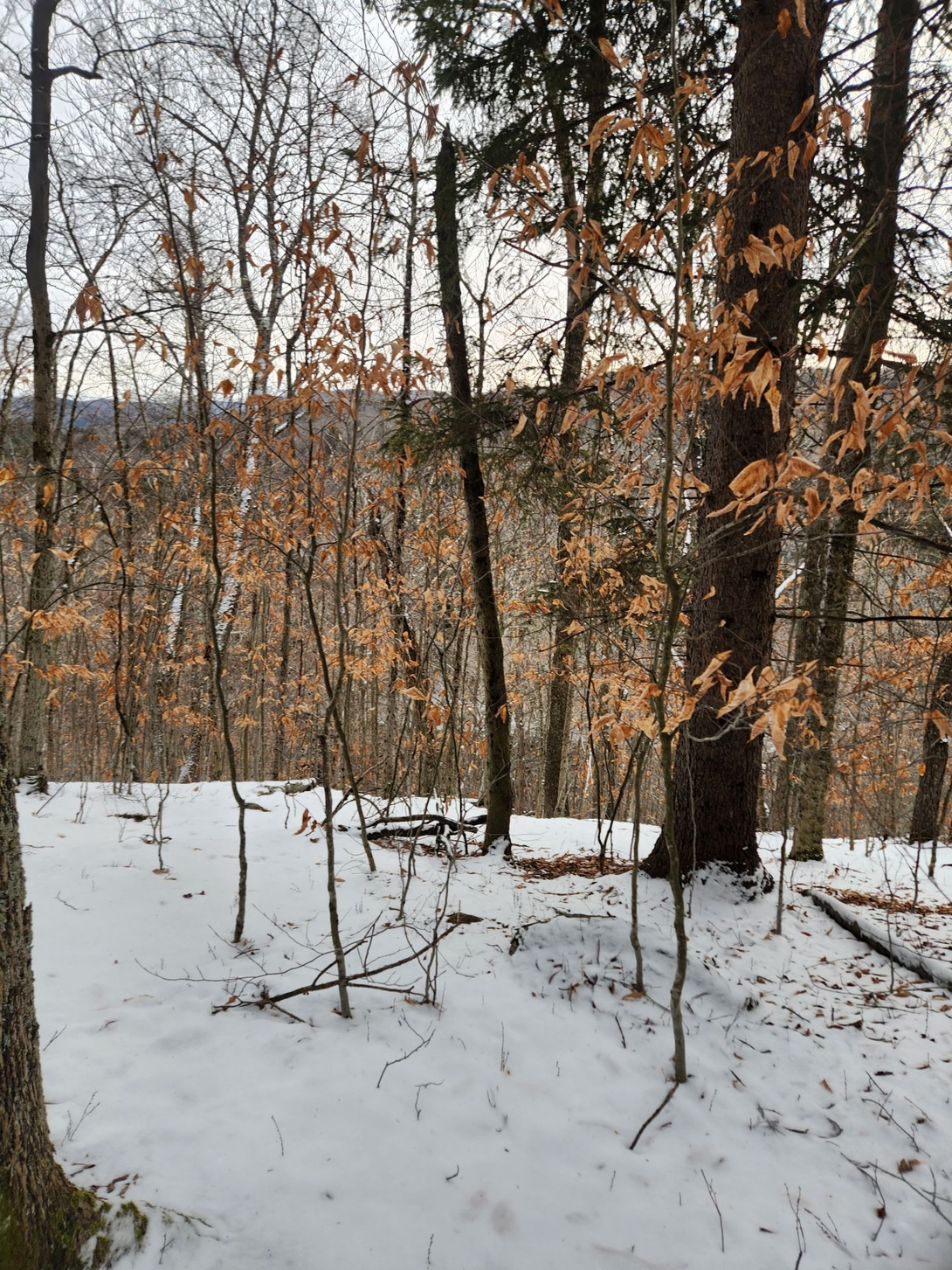 edge of the campsite