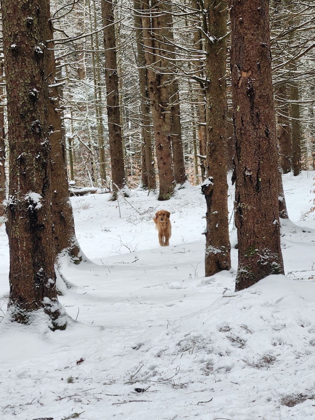 sunny running in the snow