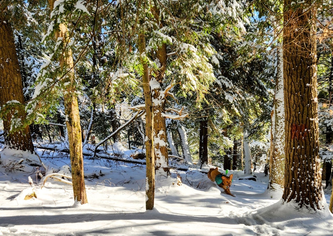 Sunny did not slow down the entire hike up the mountain.